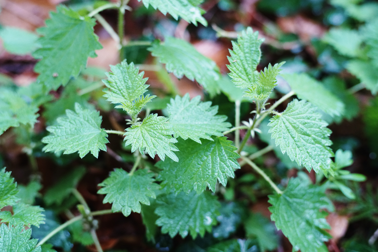 what-to-do-with-nettles-00003.jpg
