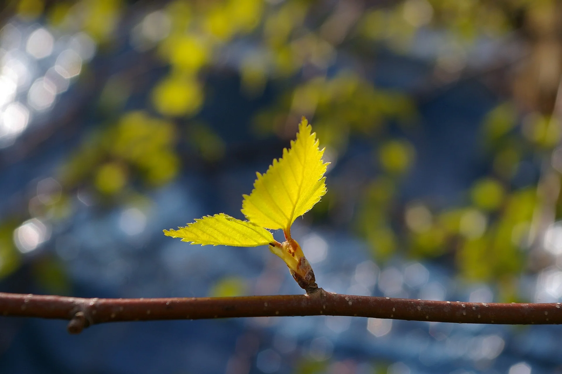 leaf-1359023_1920.jpg