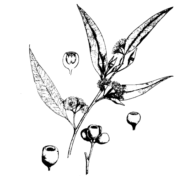 Jarrah (Eucalyptus marginata).jpg
