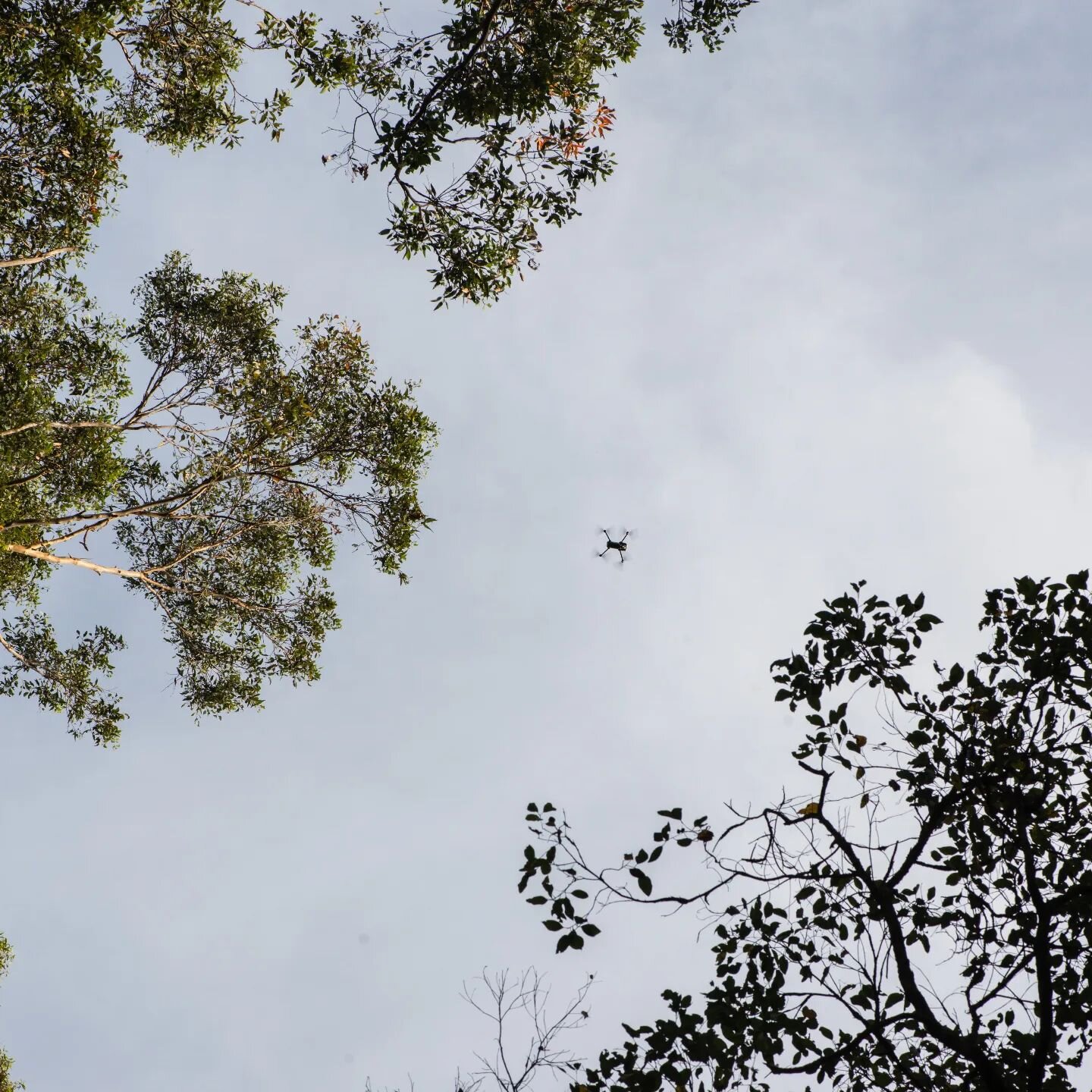 | 𝗗𝗥𝗢𝗡𝗘𝗦

Here at South West Honey, we use drones to give us a birds eye view of the giants of the forest 🌳 

These aerial surveys allow us to closely monitor flower cover so we can chase that golden goodness 🍯 

#uav #drone #aerialphoyograph