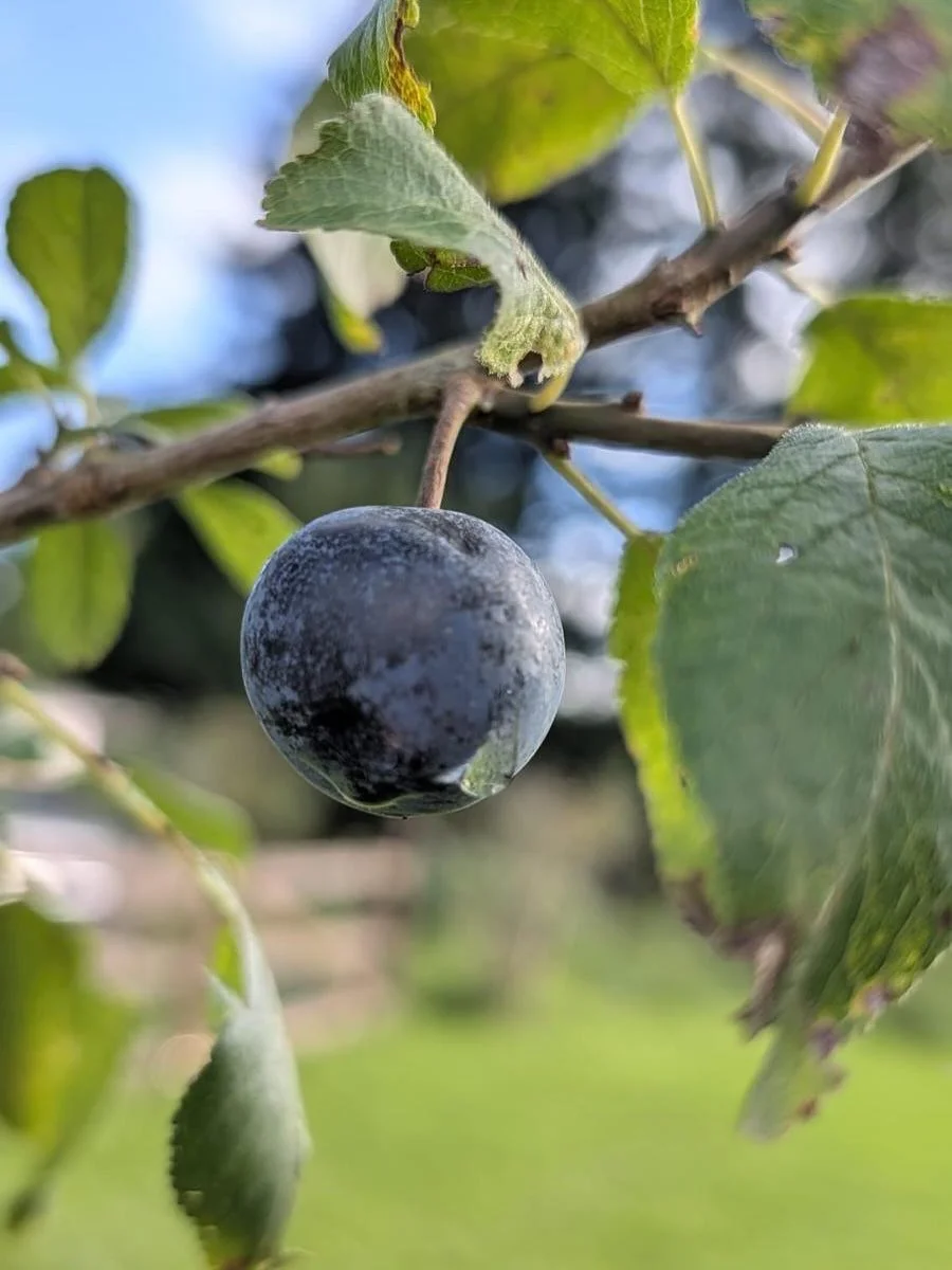 🌳 Die Natur hat geliefert &ndash; wir liefern SLOE GIN! 🪄

🪜Nach einer traumhaften Schlehenbl&uuml;te auf dem 🦉Euelsberg h&auml;ngen die B&auml;ume jetzt voller saftiger Fr&uuml;chte. 🌳
Noch ein kr&auml;ftiger Frost und schon bald startet die Er