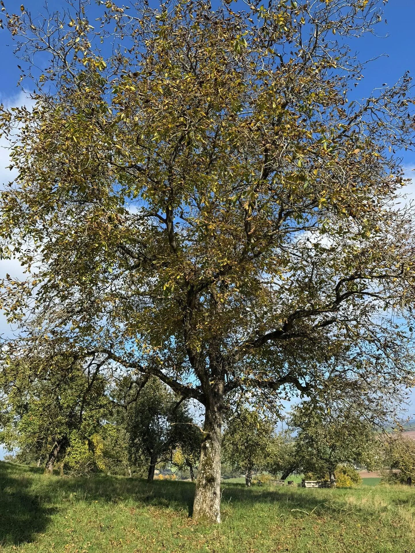 Erntedank auf dem Euelsberg 🦉🌰🧺🪜
Was f&uuml;r ein reiches Geschenk die Natur uns macht! 🌳🔆
Bei strahlendem Eifelwetter haben wir heute unsere Waln&uuml;sse auf dem Euelsberg geerntet &ndash; einige davon werden bald ihren feinen Geschmack in un