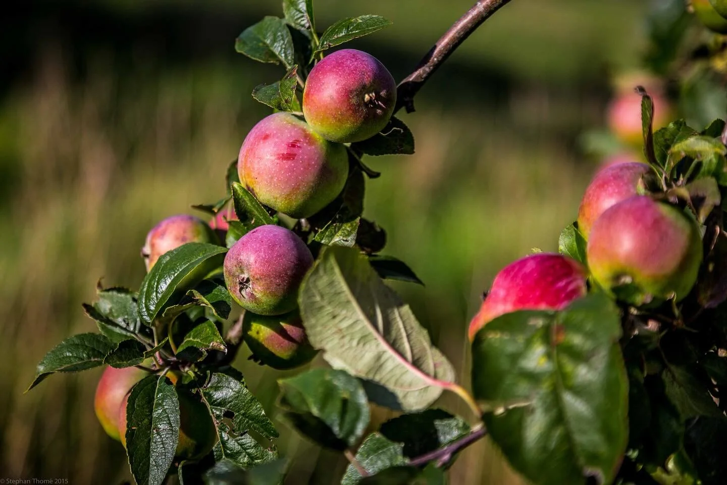 🍎 An apple a day&hellip; 

Wir haben wieder leckeren Apfelsaft f&uuml;r Euch gemacht! 
🍏🪜🌳🪄

Der pure Geschmack aus &Auml;pfeln, direkt von unseren 
🦉B&auml;umen, schonend verarbeitet und jetzt frisch abgef&uuml;llt in der praktischen 5 Liter B