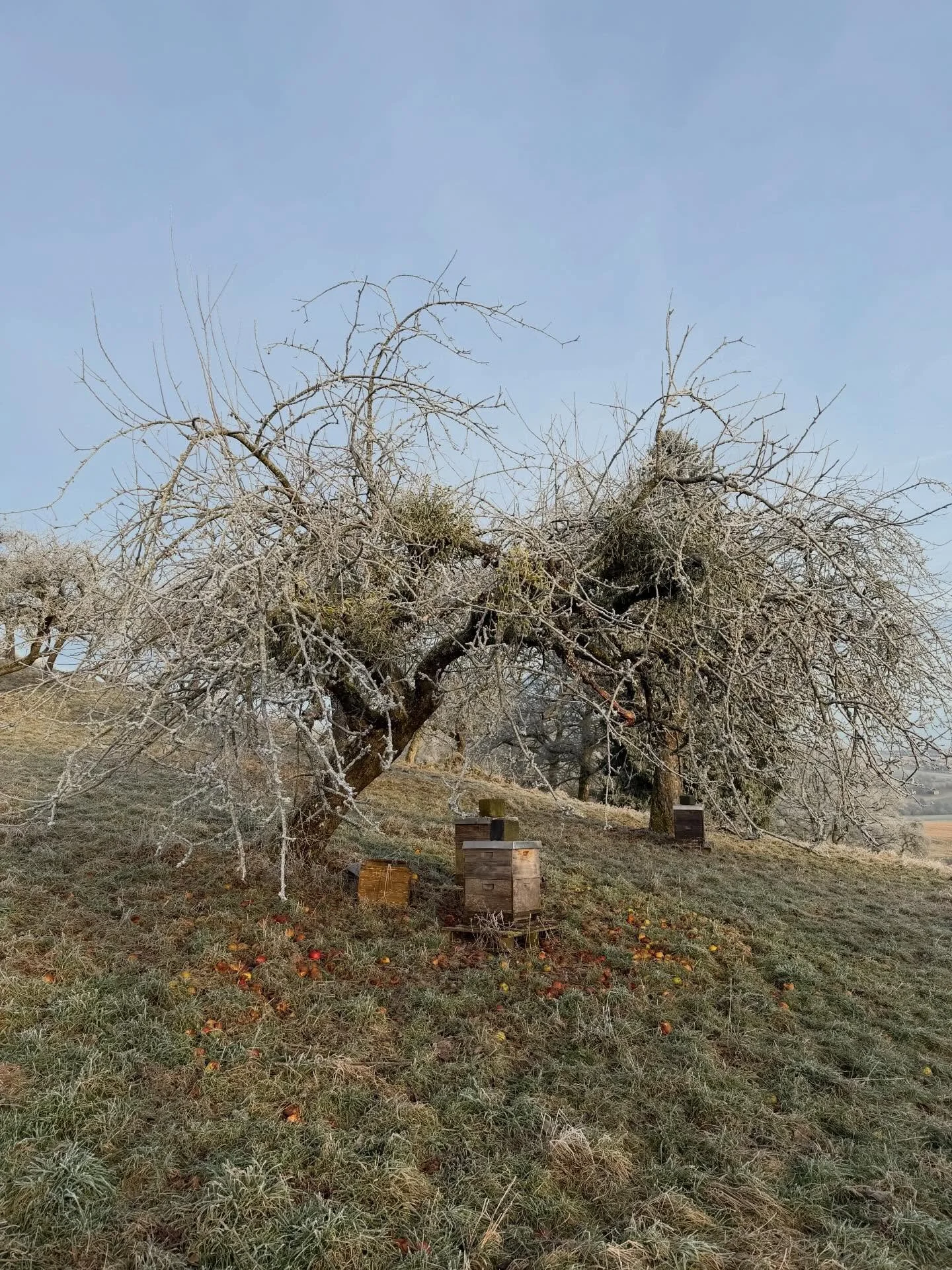 Ein herrlicher Wintermorgen auf dem 🦉Euelsberg. Und unter Uropas Obstb&auml;umen halten die 🐝 Bienchen ihren Stock und die 👑 K&ouml;nigin warm. Wir sehn uns im Fr&uuml;hling! #euelsberger #eifeldrygin #eifel #bienen #streuobstwiese