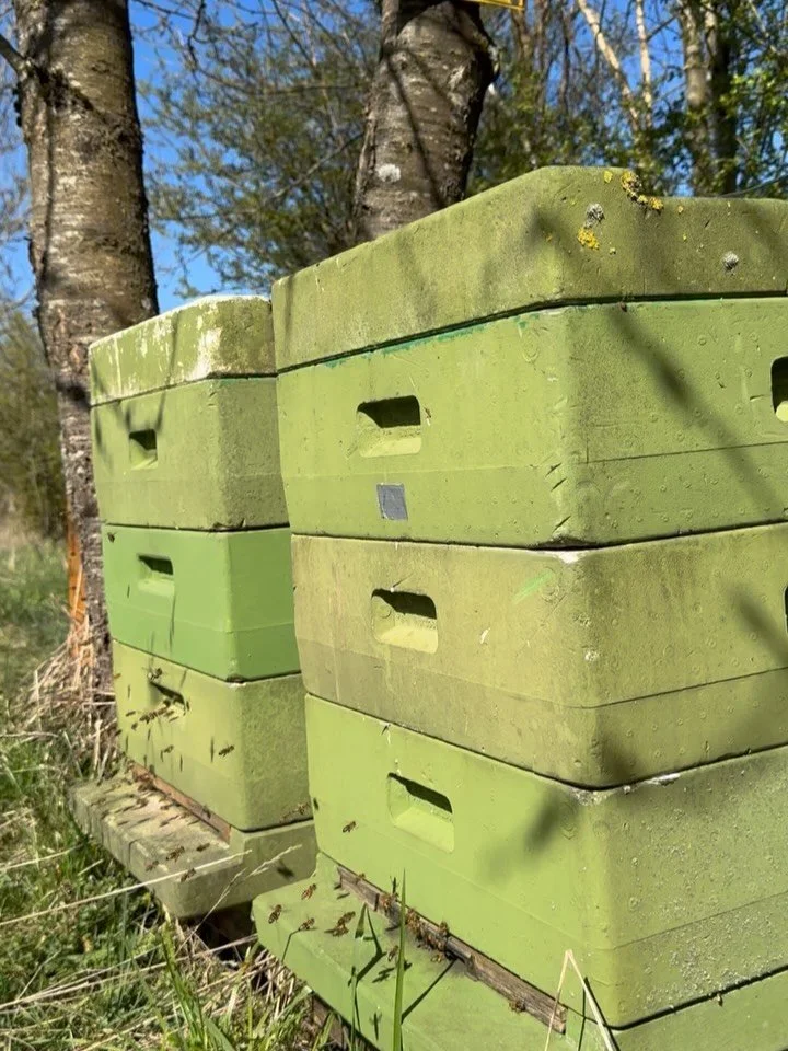 🌼🐝 Achtung, Achtung &ndash; die Honey-Bees sind zur&uuml;ck im Dienst!
🛏️ Unsere flei&szlig;igen Bienchen sind munter aus dem Winterschlaf erwacht und besummen nun den 🦉Euelsberg mit ihrem herrlichen Klang. 🎶🐝
F&uuml;r unseren Brennmeister Step