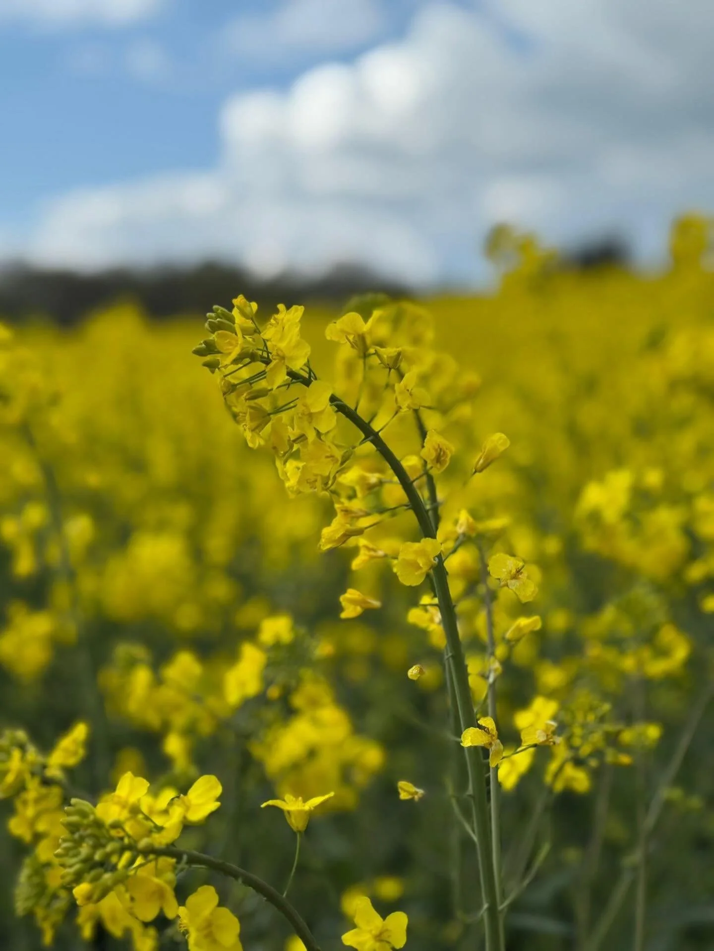 Die Eifel zeigt sich gerade von Ihrer allersch&ouml;nsten Seite 💛 🌳🌲
Unser 🌼 Raps steht in voller Bl&uuml;te und leuchtet herrlich gelb &uuml;ber die Felder, ein echter Hingucker&hellip; 

Und mittendrin sind unsere flei&szlig;igen Bienchen. 🐝
E