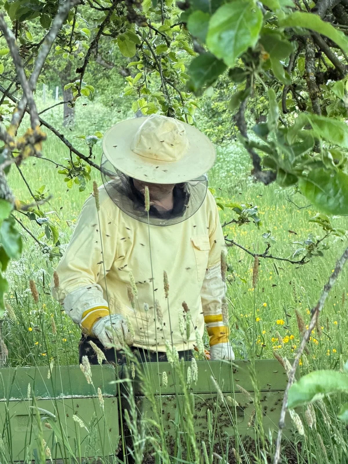 🐝 Was sind unsere 
🦉Euelsberger Bienchen doch flei&szlig;ig!
Gestern Abend haben wir all unsere Bienenst&ouml;cke besucht und das kostbare Geschenk der emsigen Flieger abgeholt. 🎁

Viele prall gef&uuml;llte Honigr&auml;ume warten jetzt darauf, ges