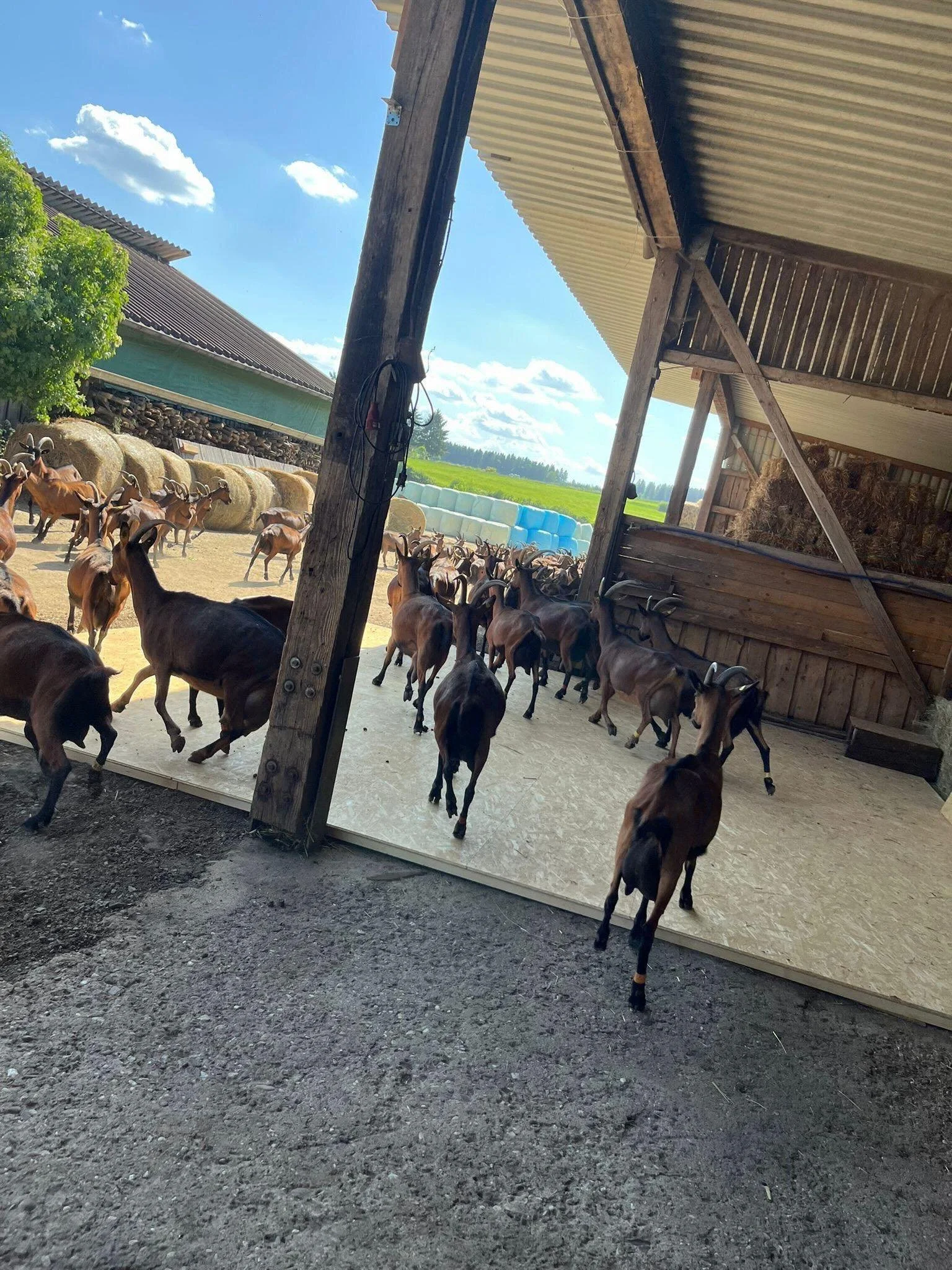 Die Ziegen sind los!
Es ist Damenwahl&hellip; 🐐🪩🎶

Auf dem 🐐 Hof Steinrausch in der Eifel laufen die Vorbereitungen f&uuml;r das gro&szlig;e Jubil&auml;umsfest am Samstag, den 30. Mai, auf Hochtouren.

Die Tanzfl&auml;che wurde nat&uuml;rlich ber