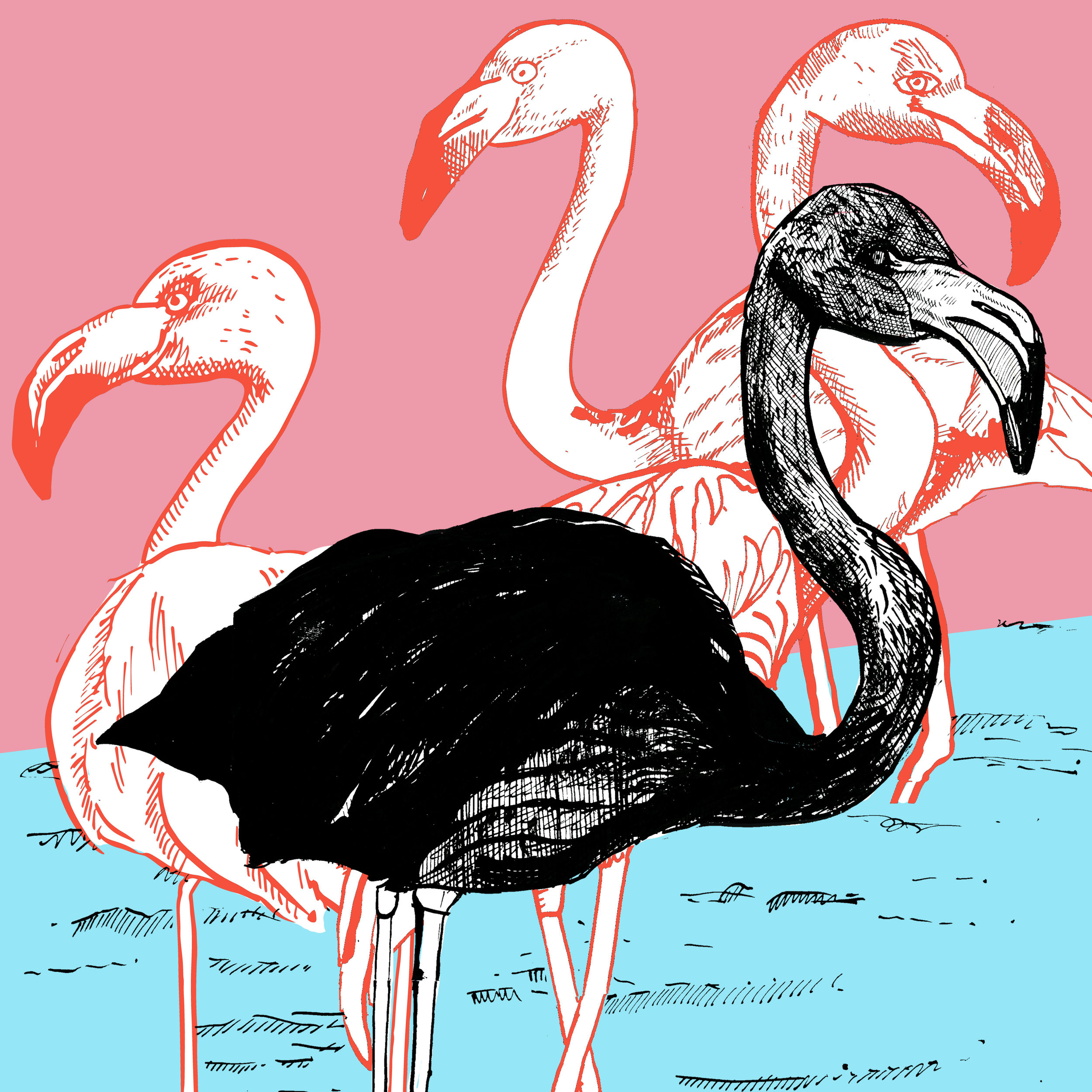 Black Flamingo.jpg