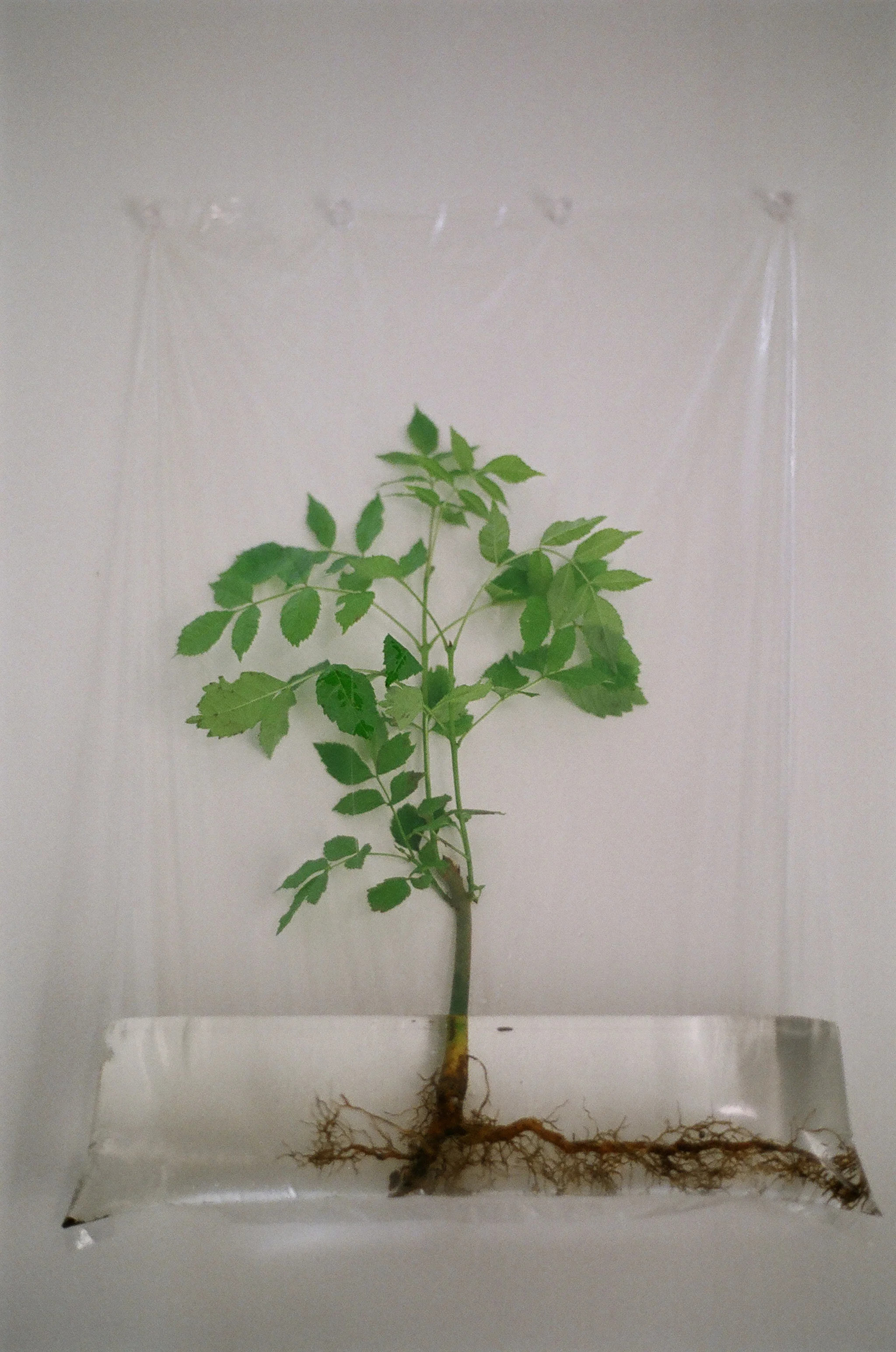 7 Nature and Modernism.JPG