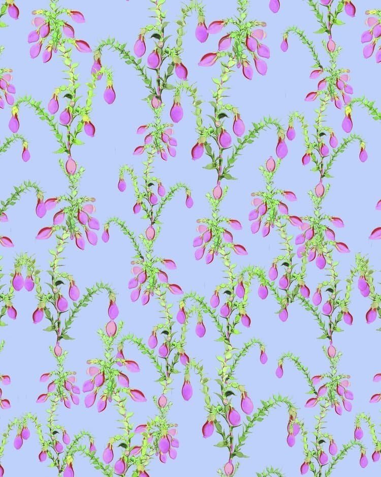 CRIL-PE+Periwinkle+01.jpeg