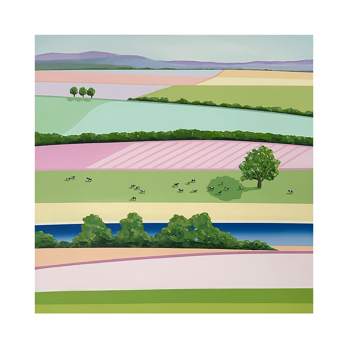 cows in the long paddock