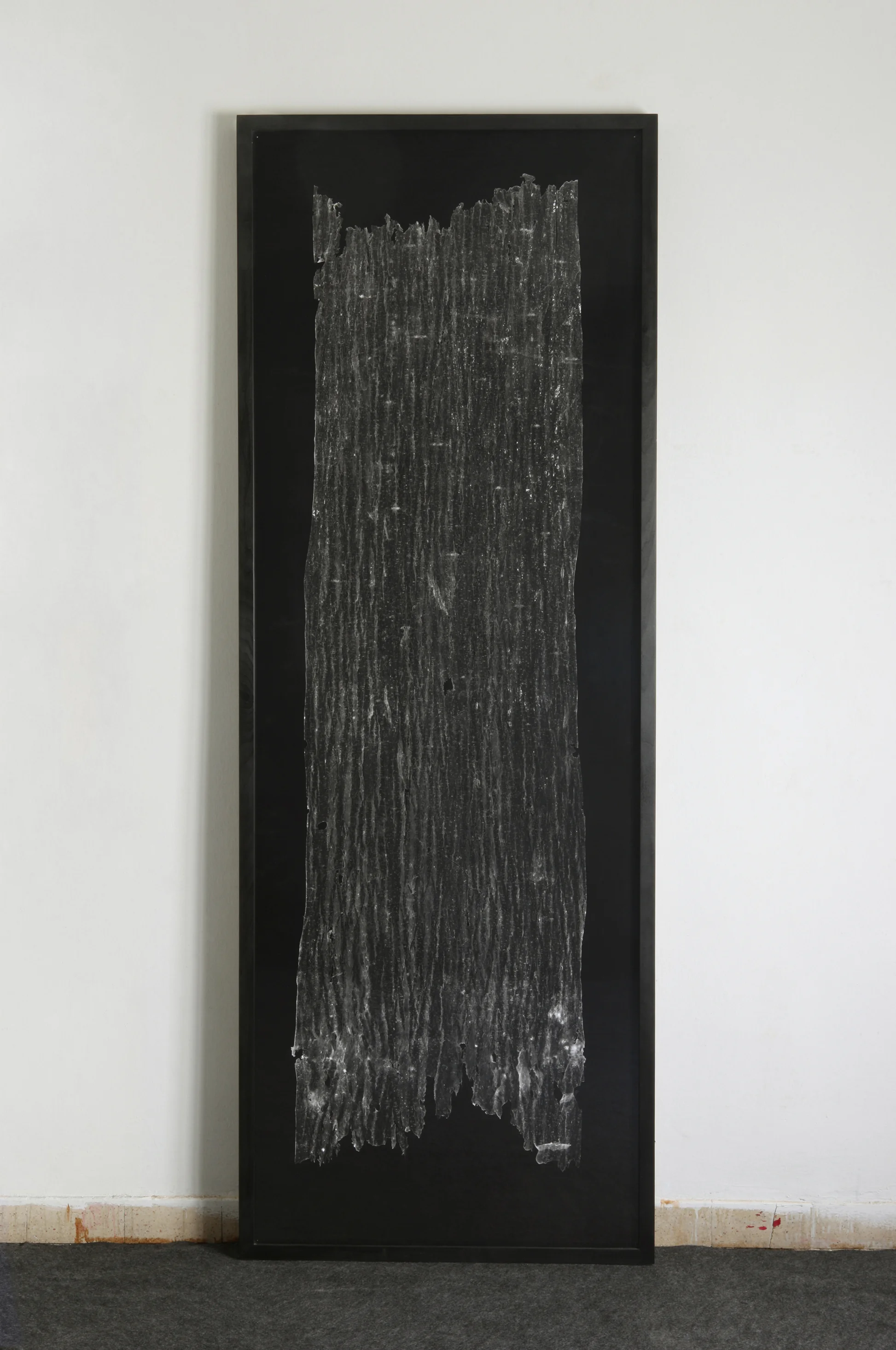 Photogram of a Persian Lilac tree (1) , 2010. Silver print, 80x200 c.m.