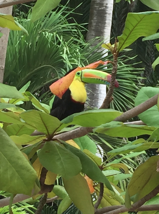 Friendly Toucan, Cartegena, Colombia, 2016.