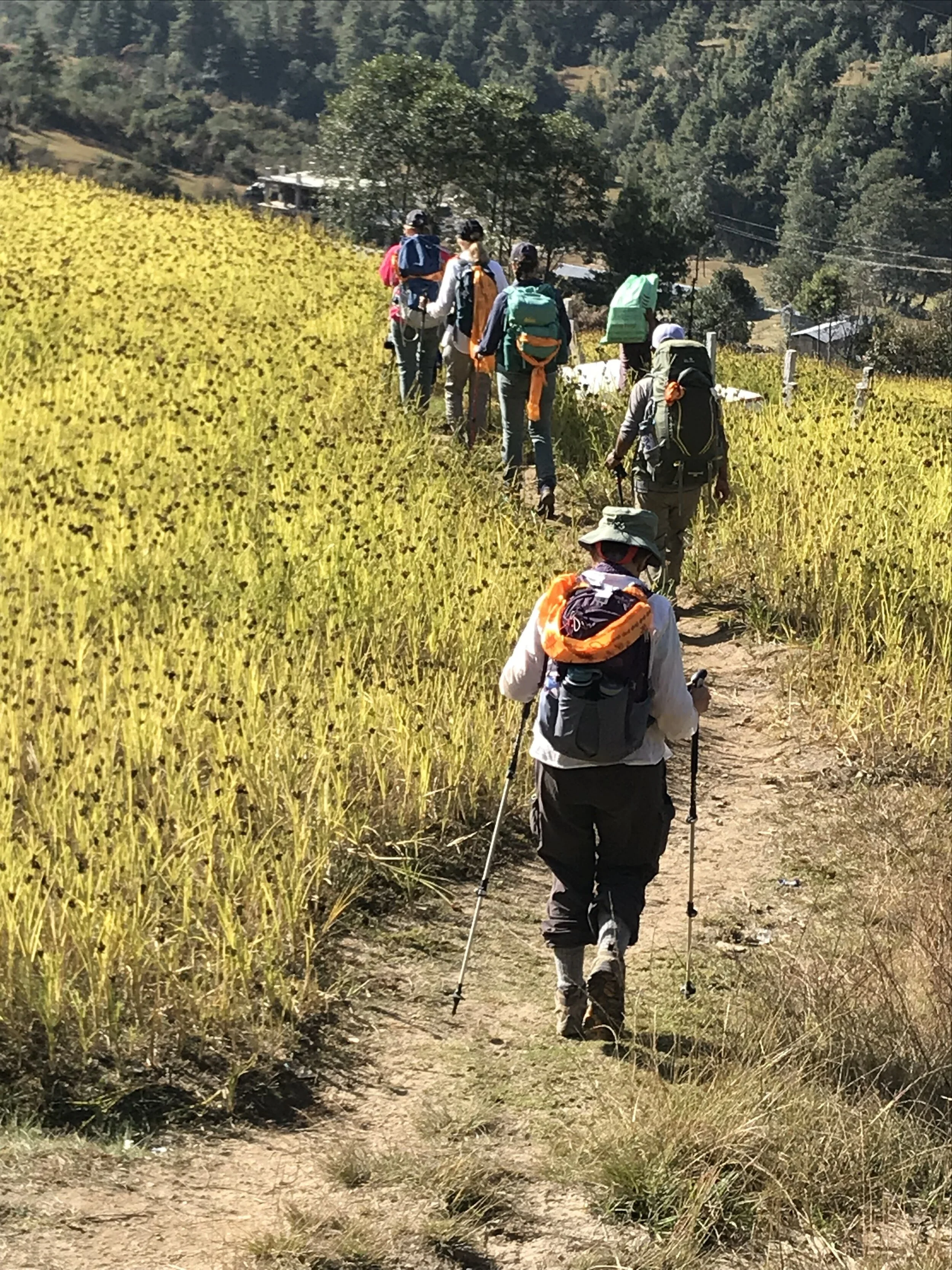 Onward through mustard fields