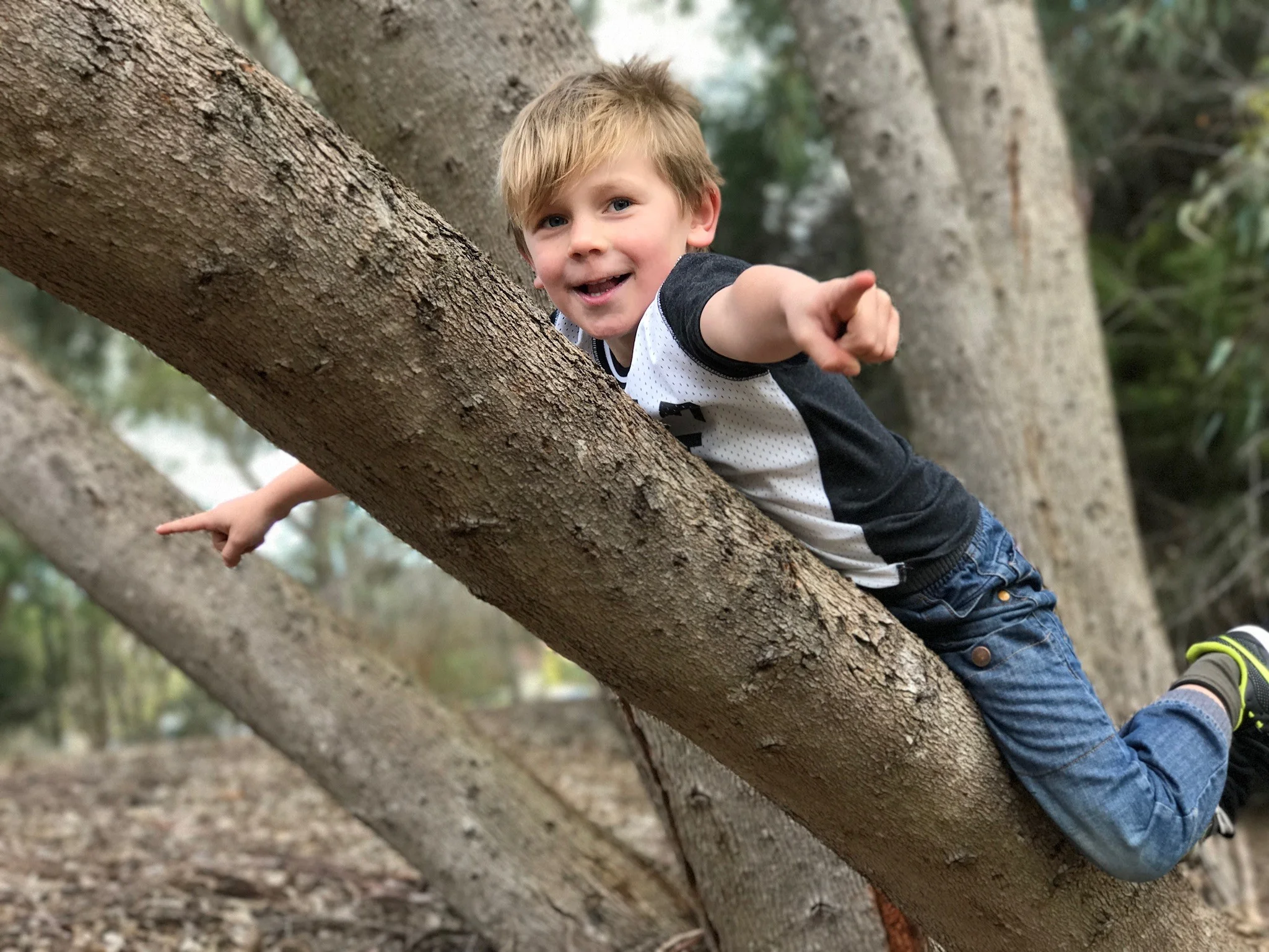 jasper-in-tree.jpg