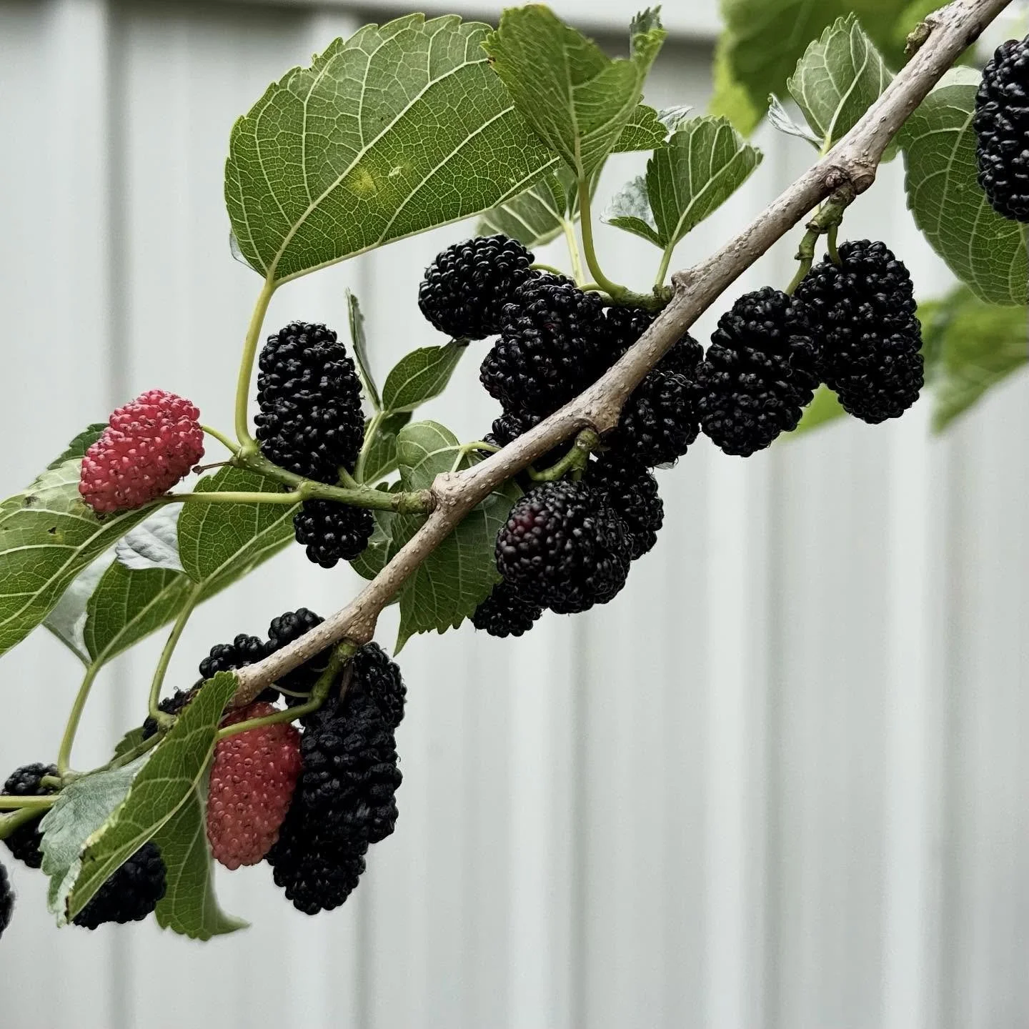 #kambarang spring has definitely hit the MAKA studio! A bumper mulberry crop ripe for picking&hellip; and ink making&hellip; and potions&hellip; jam? pickling? Umm don&rsquo;t stop me!! 😜 🍃🥰🍃

#mulberryseasonishere #makastudio #makasgottamake #ki