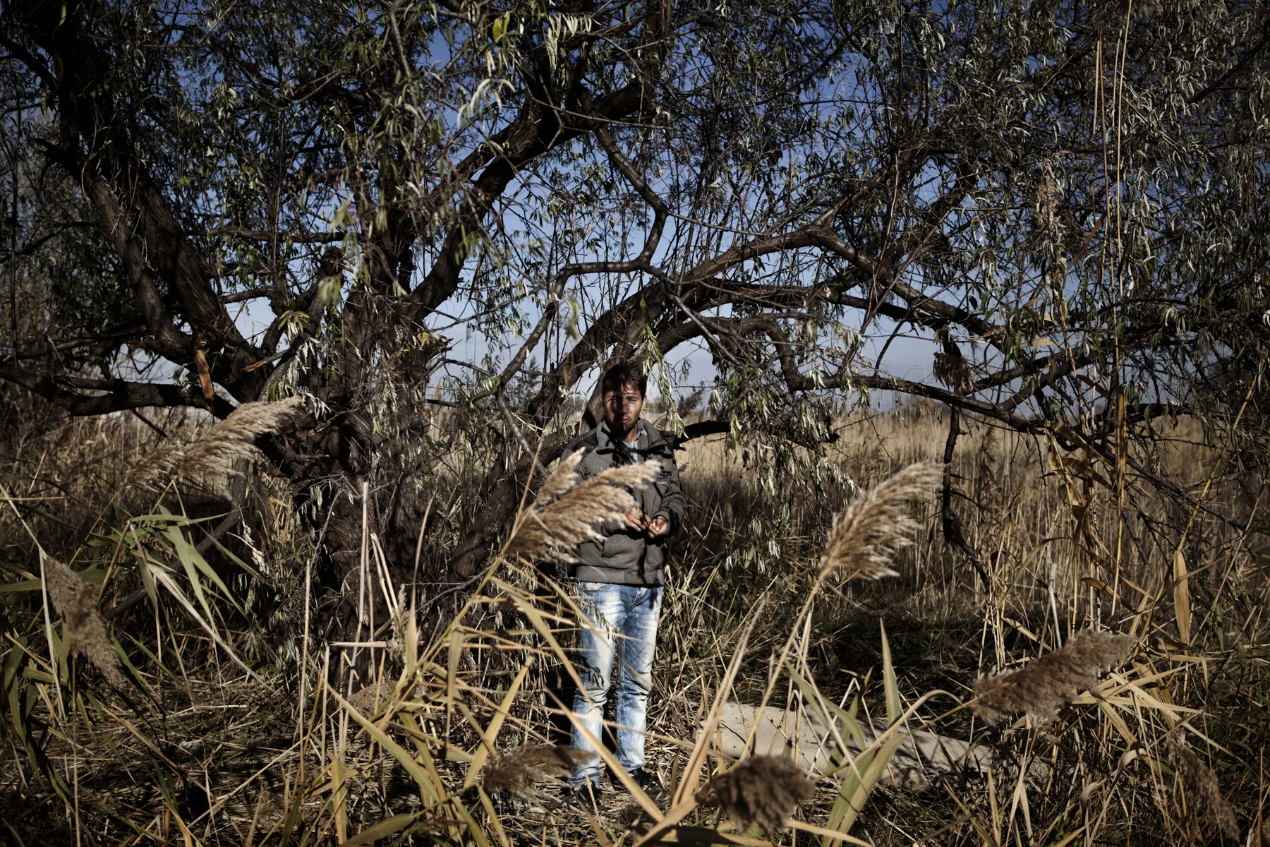 An Afghan refugee eats fruit from a tree in field outside Subotica, Serbia.