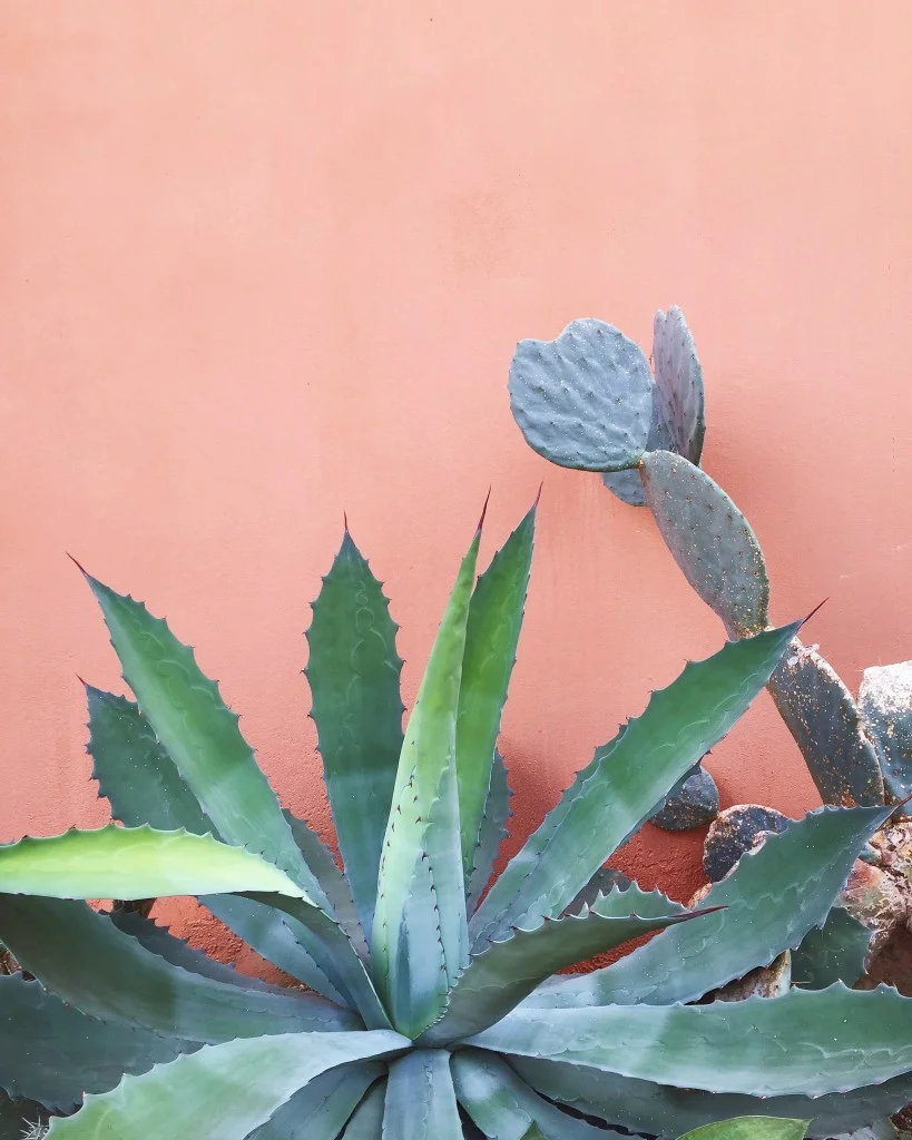 Plants-on-Pink-819x1024.jpg