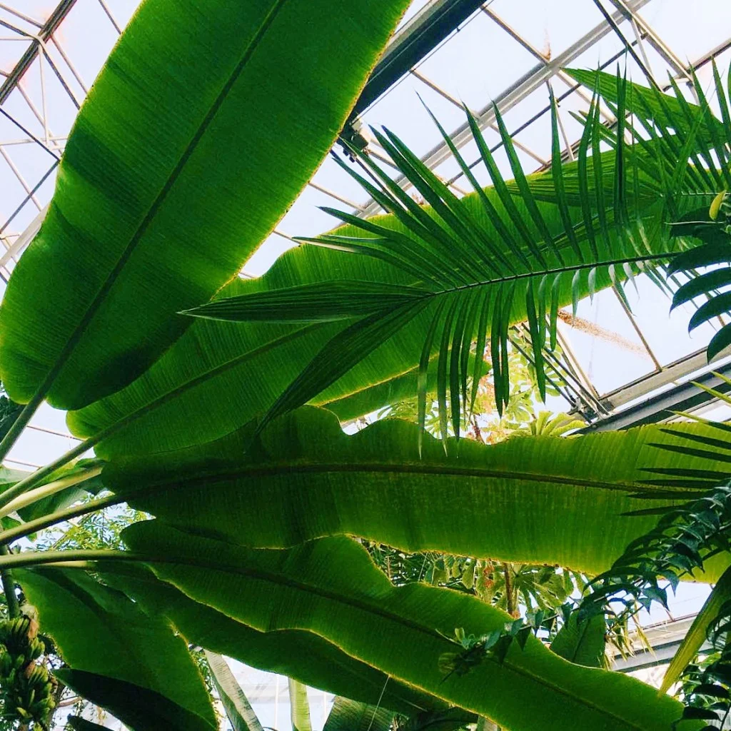 Botanical-Gardens-Amsterdam-1024x1024.jpg