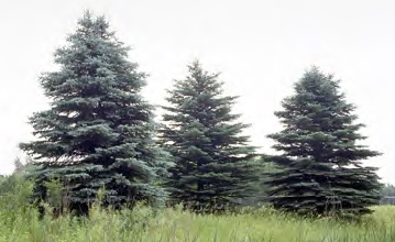 Colorado Spruce