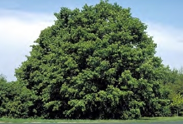 Sugar Maple