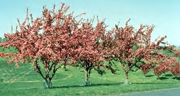 Red Splendor Crabapple