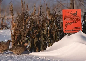 Wildlife Food Plot