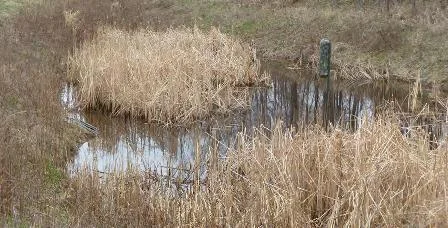 Constructed Wetland