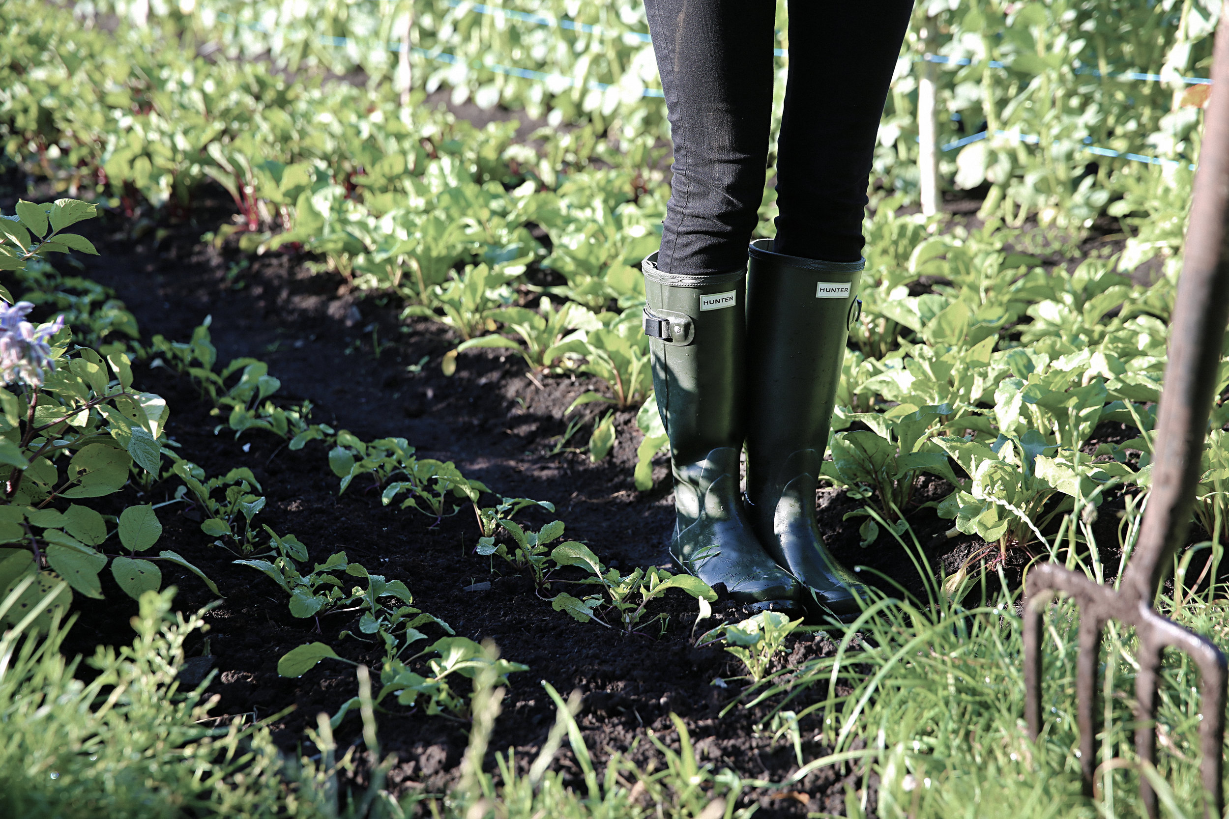 Organic food from garden to table