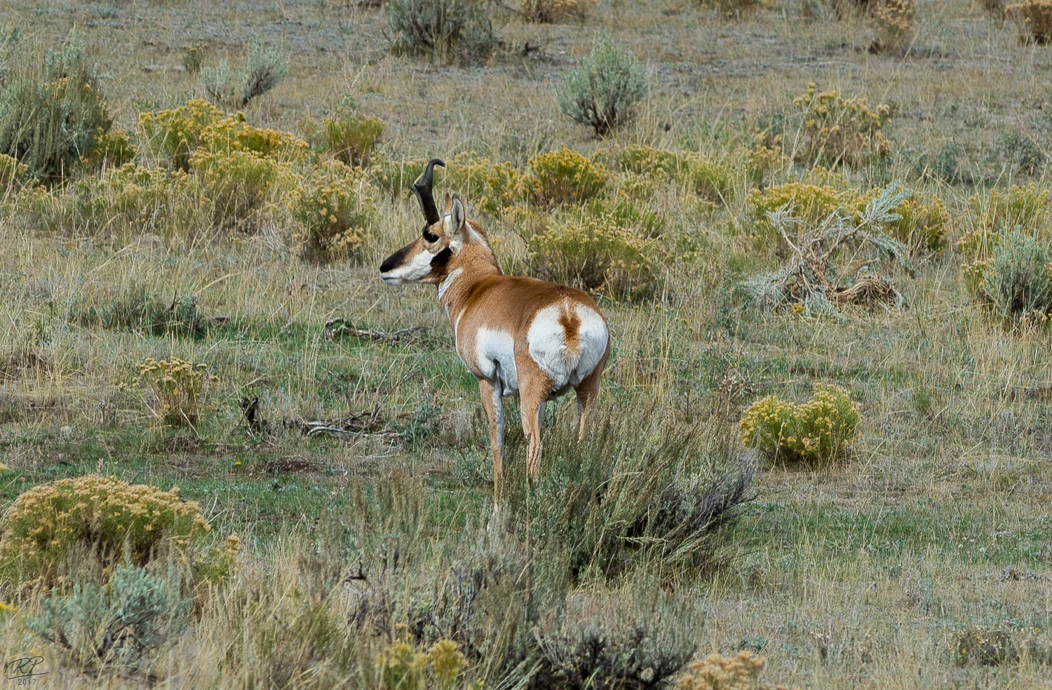 Yellowstone National Park ©Page Dowdy 2017