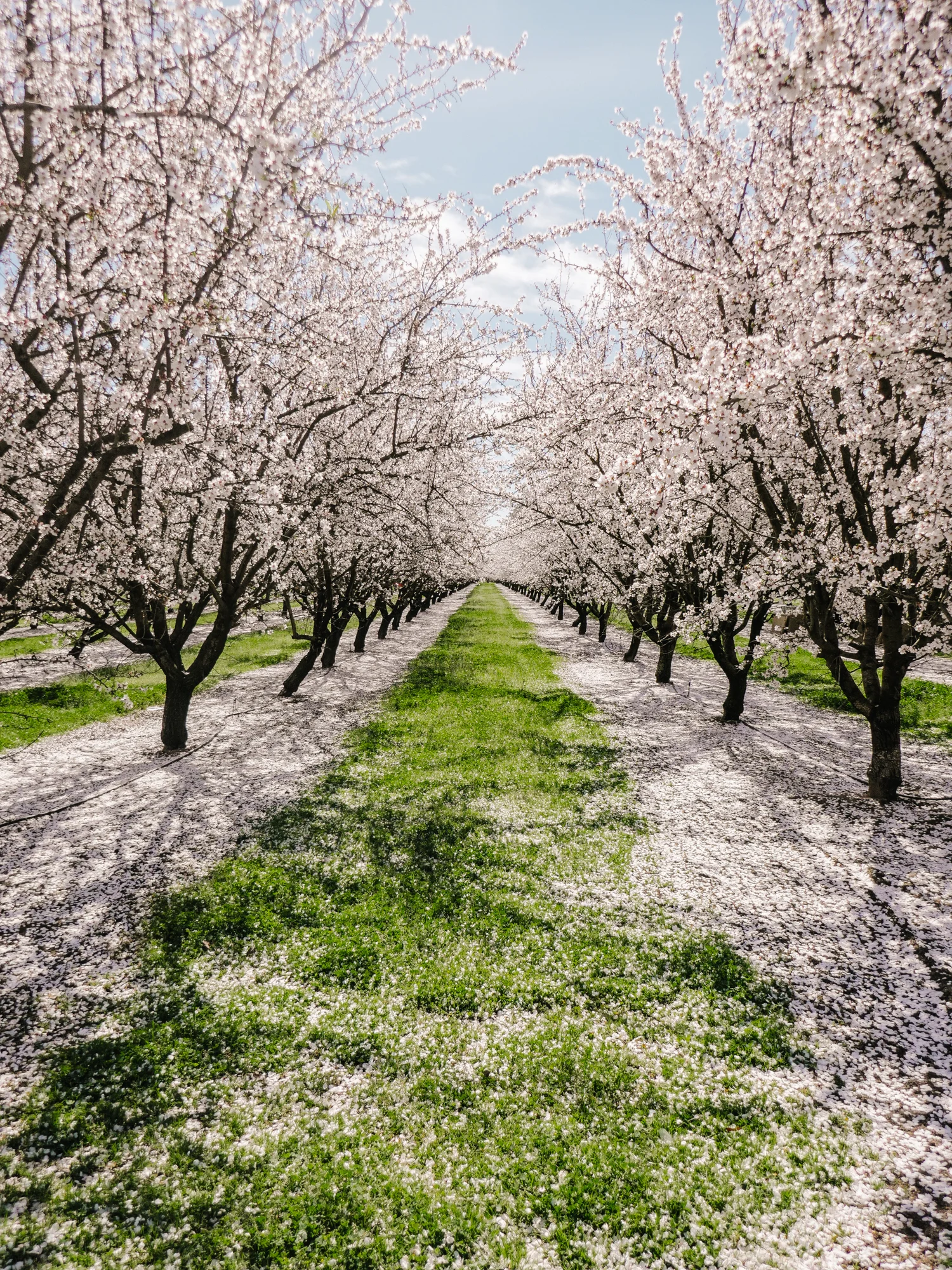A trip to the Californian Almond Orchards