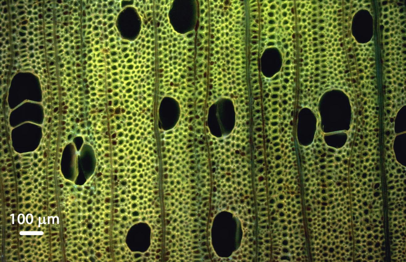 Nat Starch project lowres.jpg