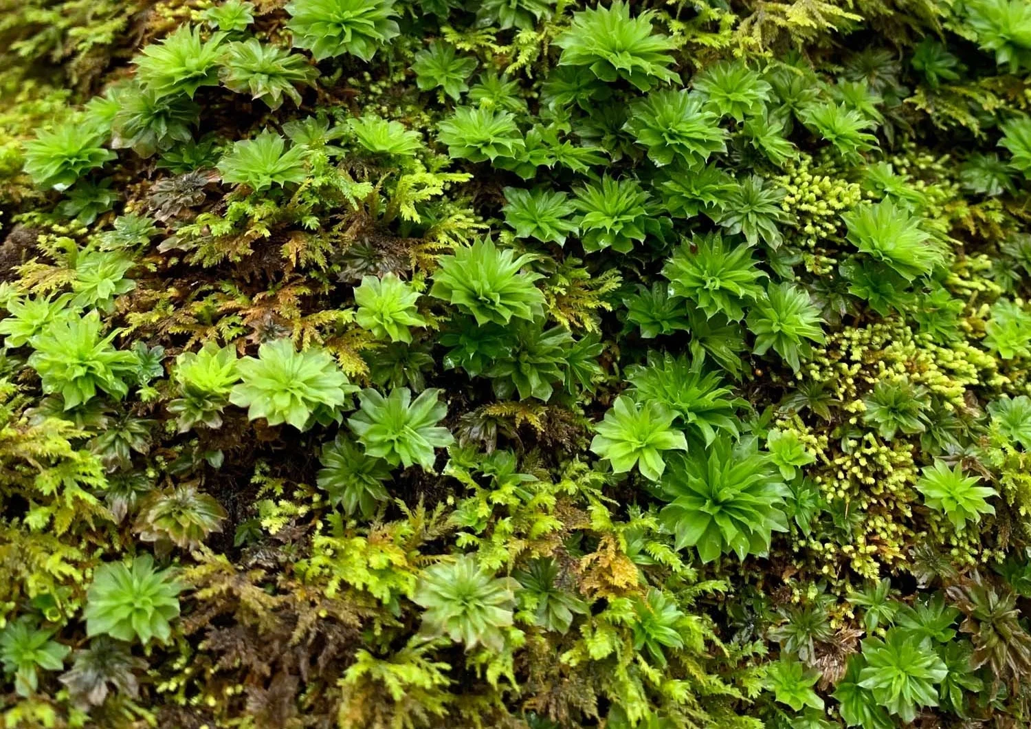 moss.jpg