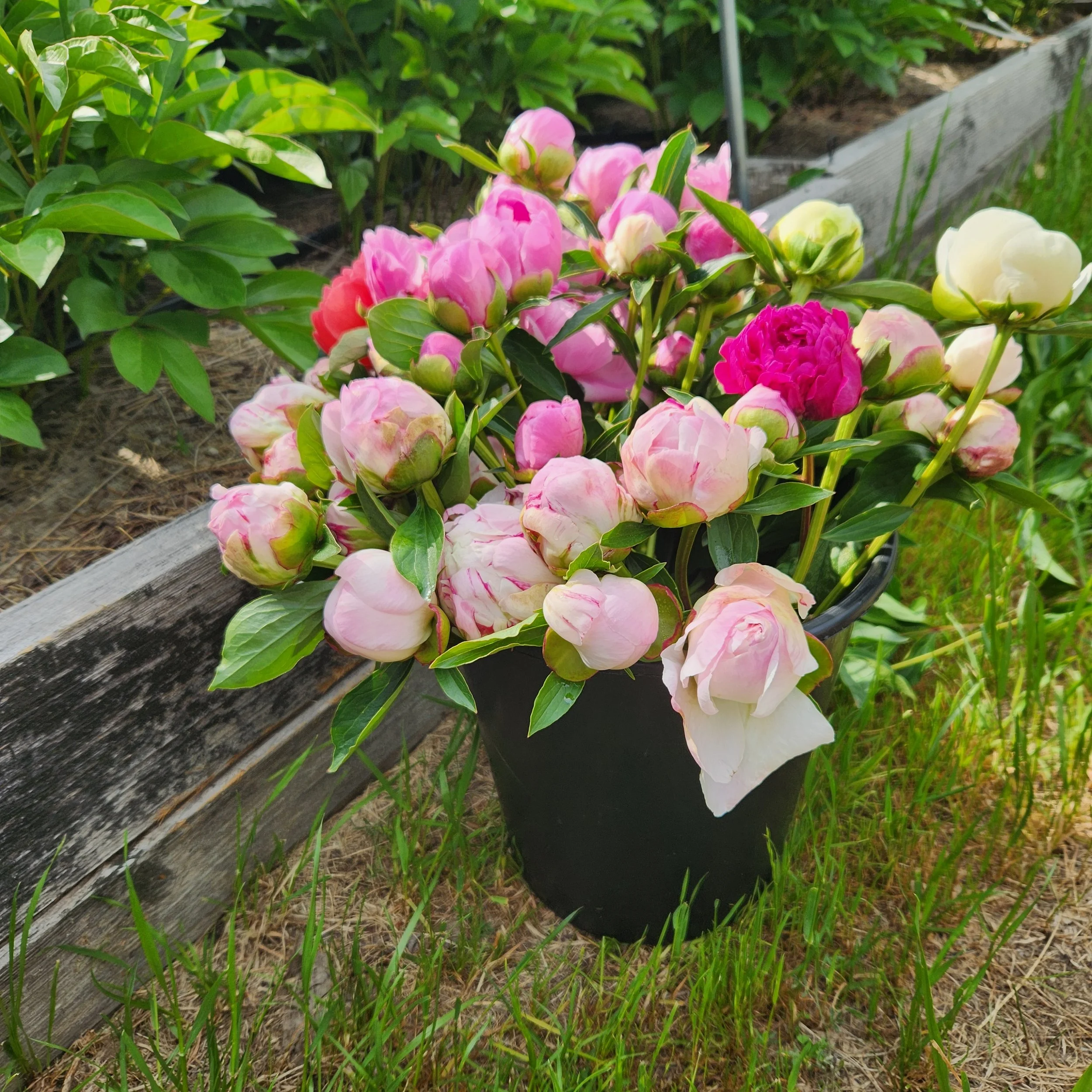 Peonies harvested from early spring soil at Purple Tuteur Farm in Columbia, South Carolina, preparing for the spring subscription season