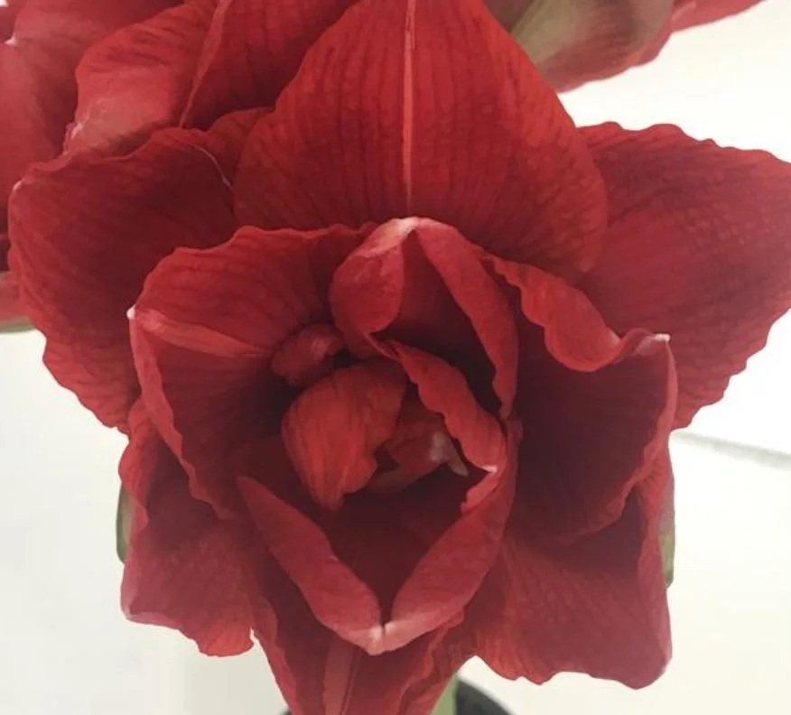 DoubleCherryNymph Amaryllis.JPG