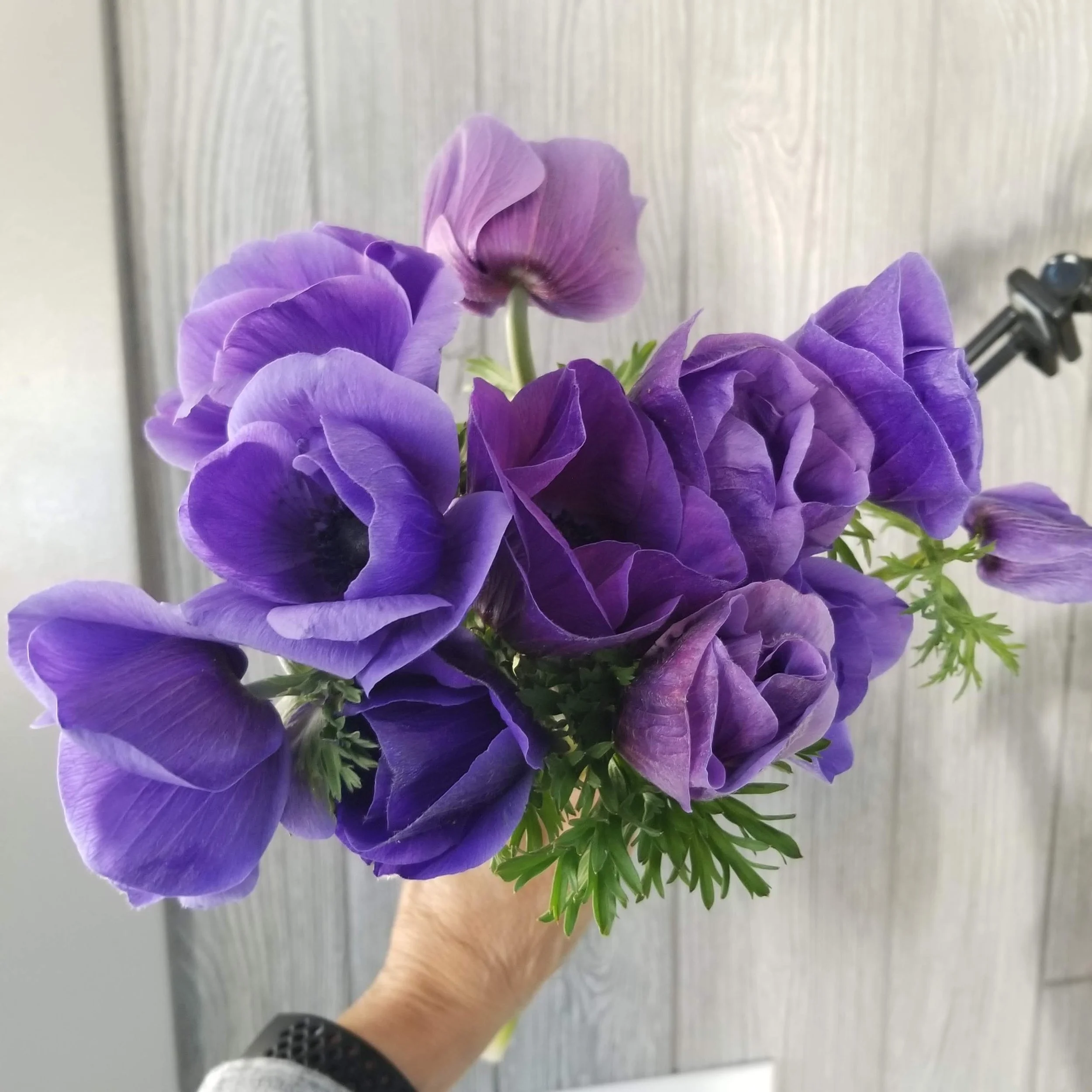 Anemone Carmel Blue