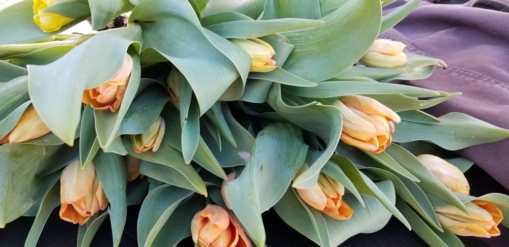 Growing Tulips in South Carolina — Purple Tuteur Farm