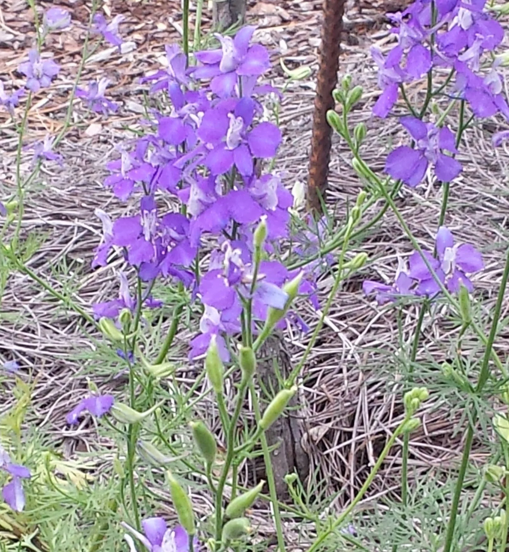 Larkspur