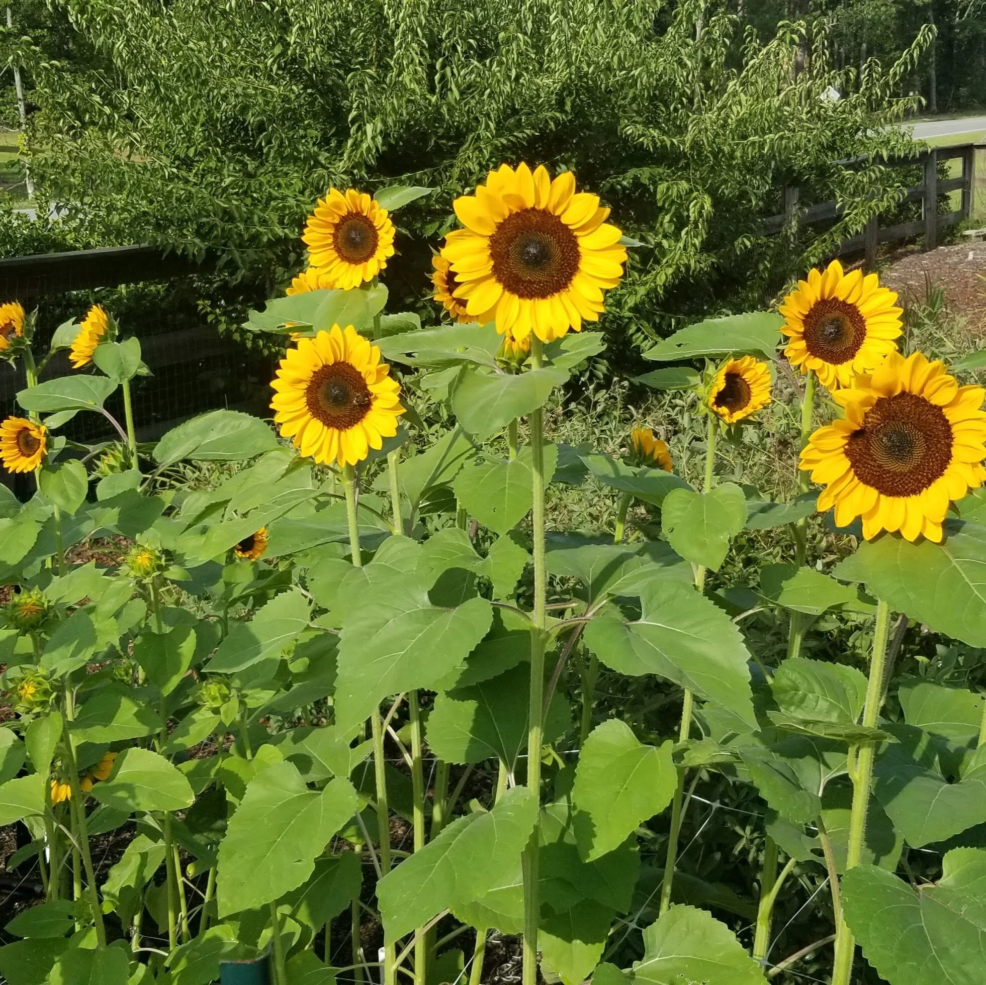 Sunflowers