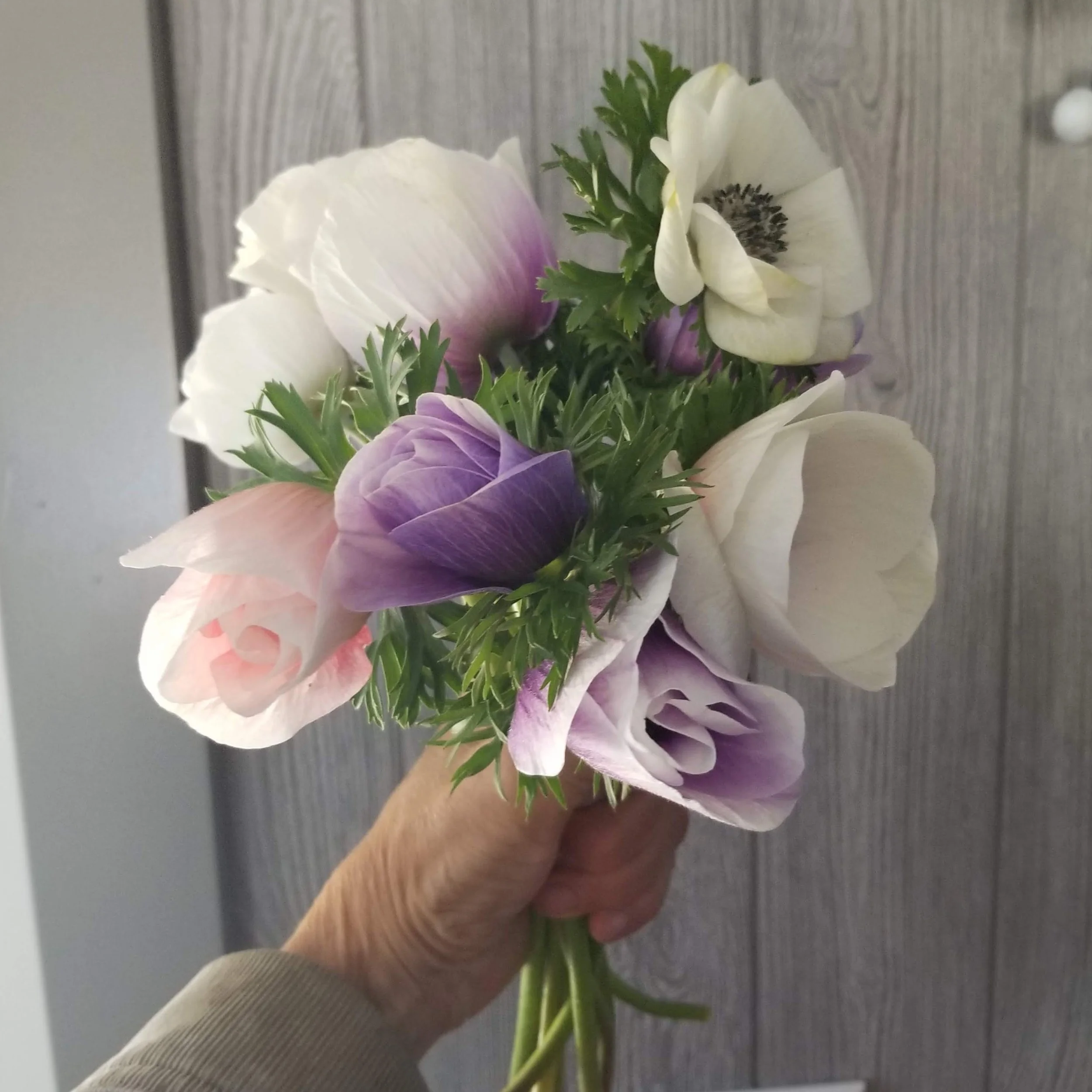 Anemone Carmel Pastel Mix