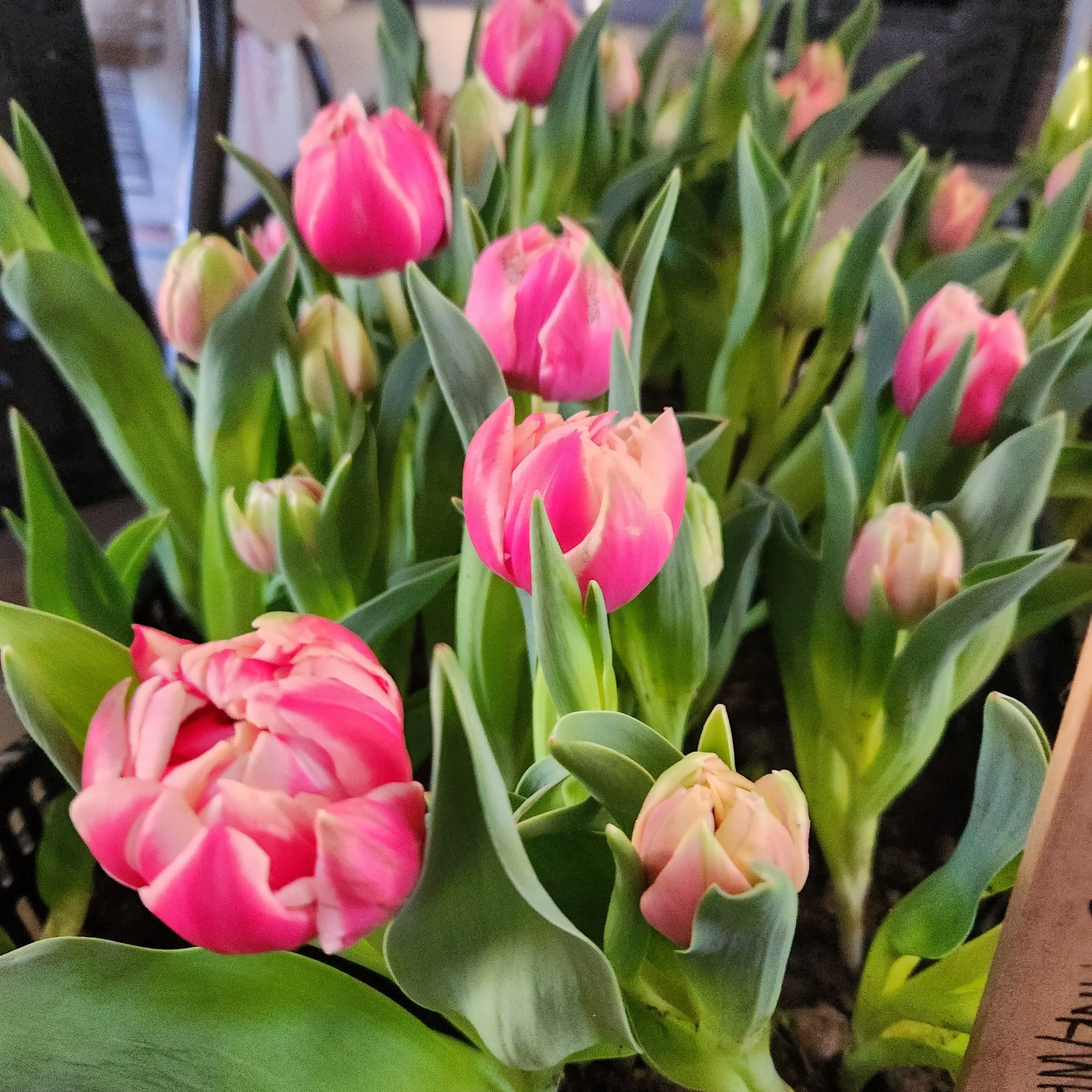 Spring Blooming Bulbs Growing Tulips in the South — Purple Tuteur Farm