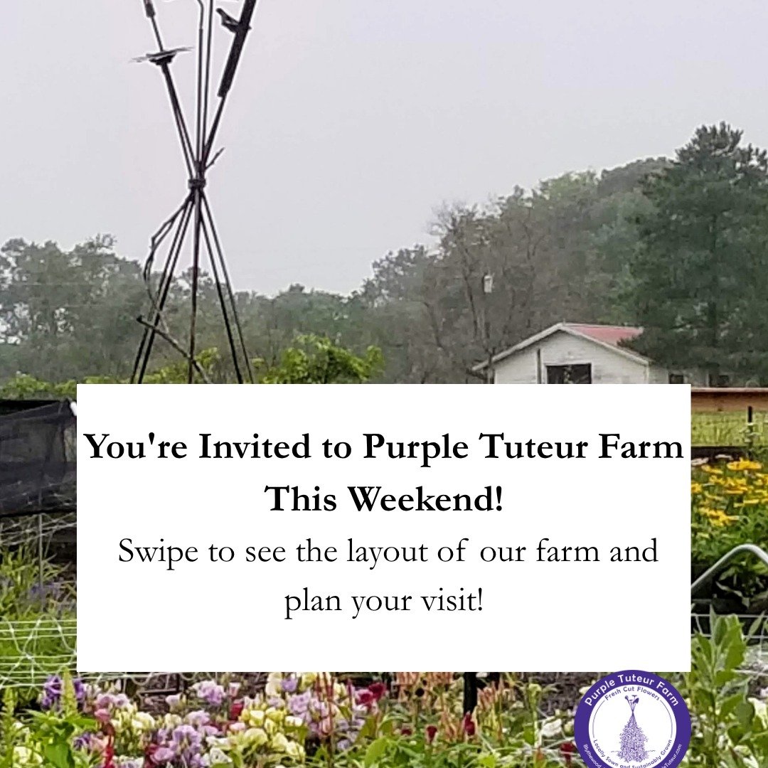 Here&rsquo;s what you&rsquo;ll find at Purple Tuteur Farm:
🧑&zwj;🎨 5 local artisans
💐 Fresh flower bouquets, plants &amp; bulbs
🫐 Blueberries, peonies, dahlias &amp; more
🛍️ A farm store full of seasonal goodness
🗺️ Swipe to see our farm map &a