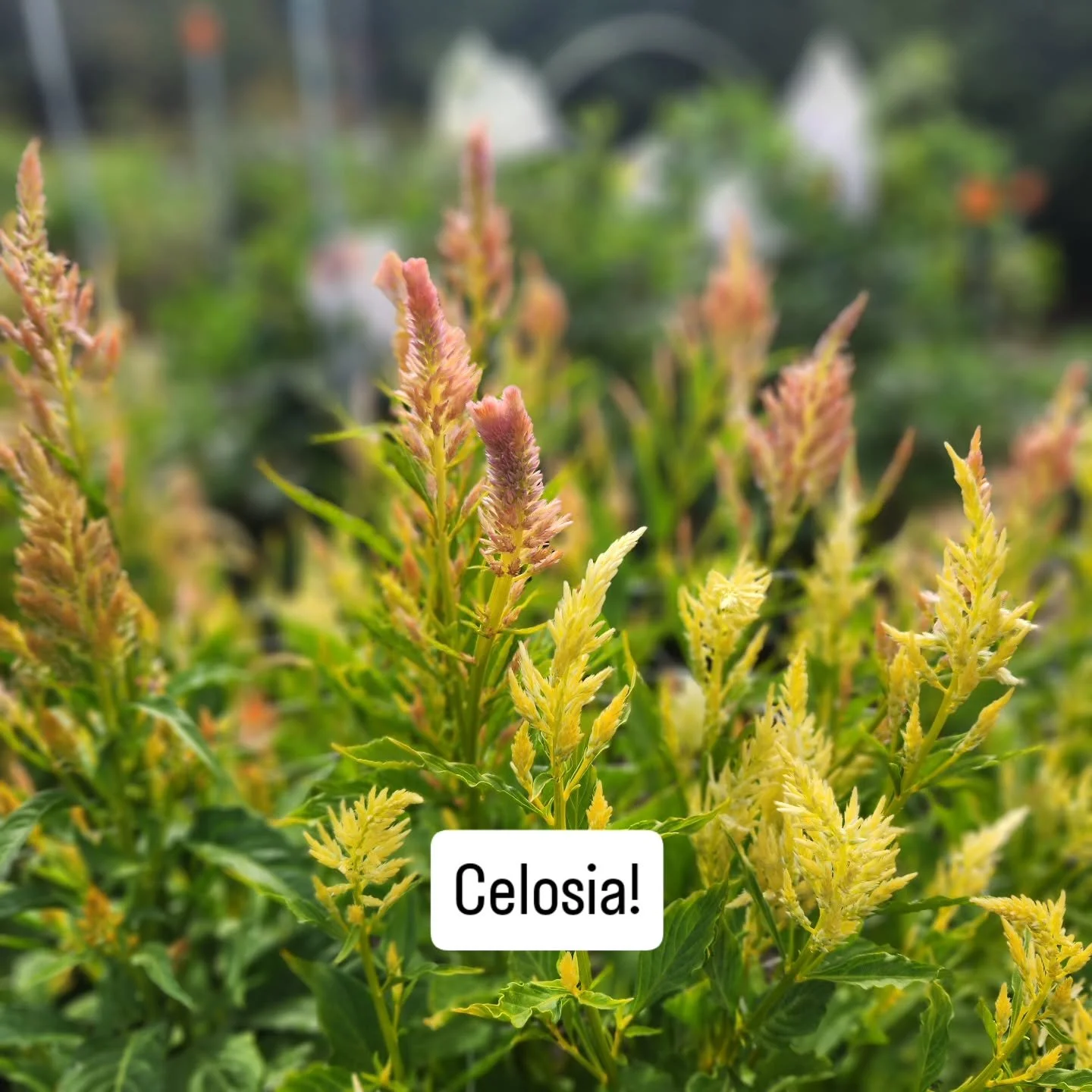 Celosia is one of the longest lasting cut flowers we grow. Now in bloom and in our subscription bouquets. #experiencethejoy