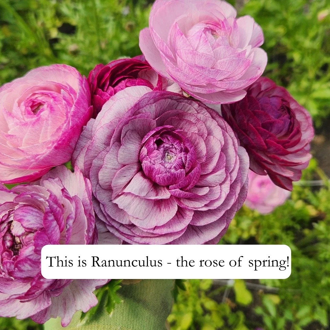 ranunculus &mdash; one of the first and most beloved blooms of spring. Known as the rose of springtime, each corm produces layer upon layer of silky petals in every shade imaginable.

They thrive in cool weather, making them perfect for fall planting