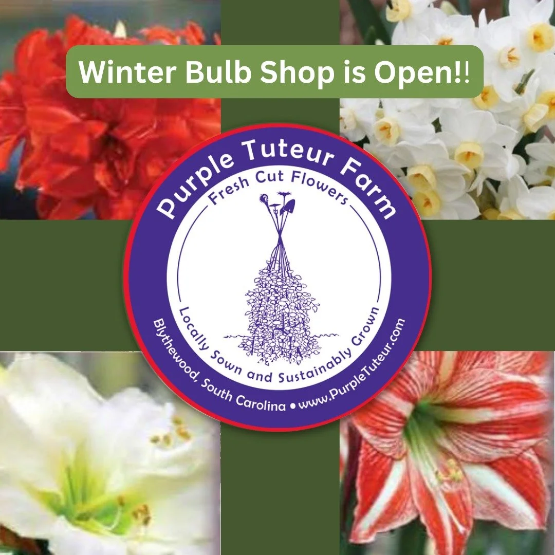 We&rsquo;re excited to share our premium amaryllis and paperwhite bulbs for your decorating or gift giving needs. Link in bio. 

These easy-to-grow bulbs bring life and beauty indoors during the darker days of winter. We&rsquo;ve sourced the largest 