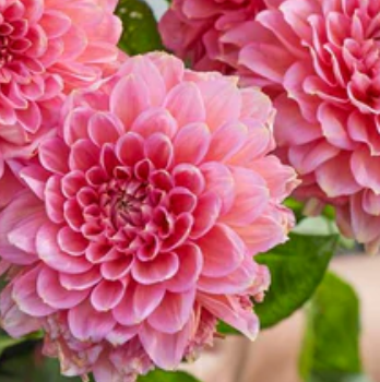 Dahlia Tuber - Rina Bredie