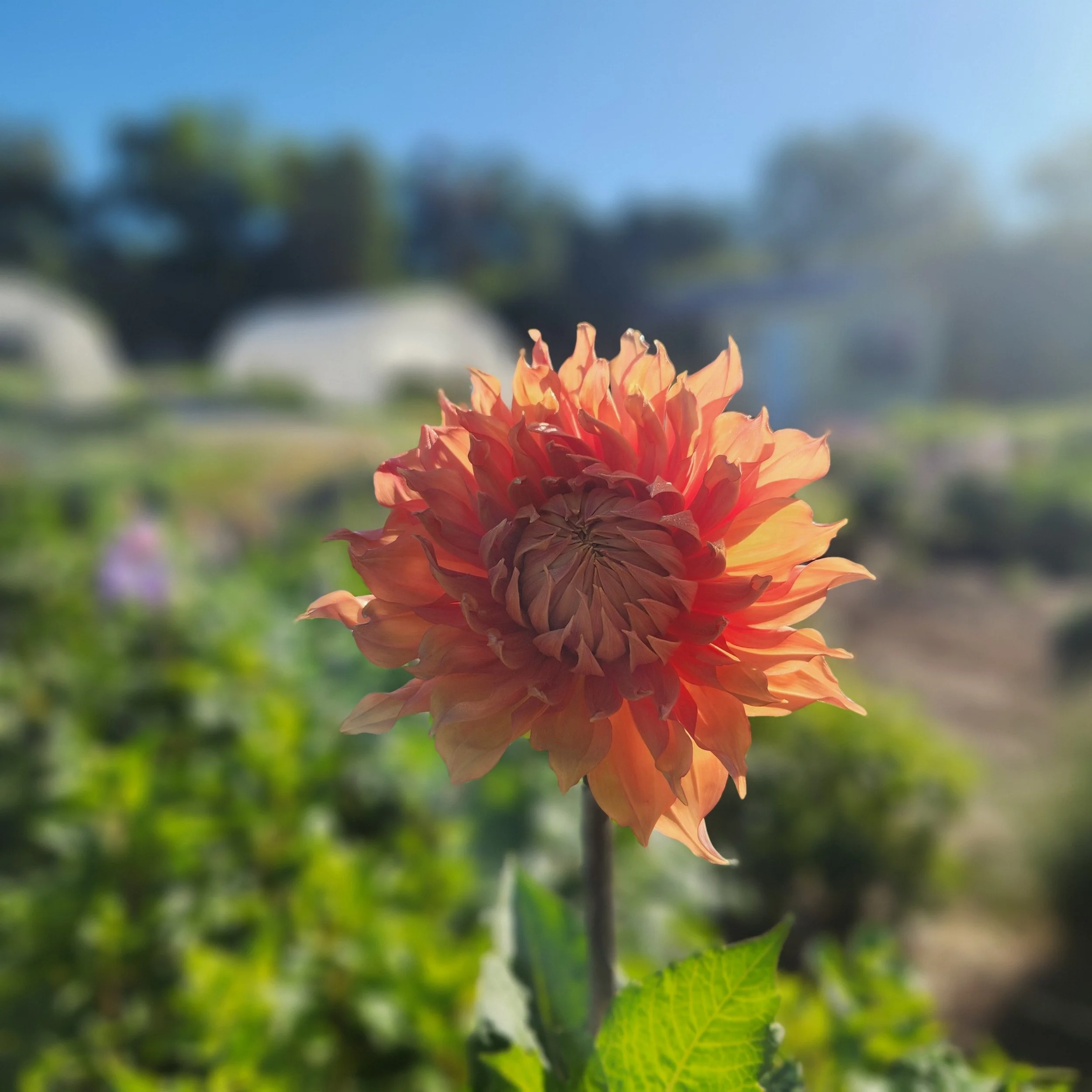 Overwintered dahlia blooming in the field at Purple Tuteur Farm in Blythewood, SC