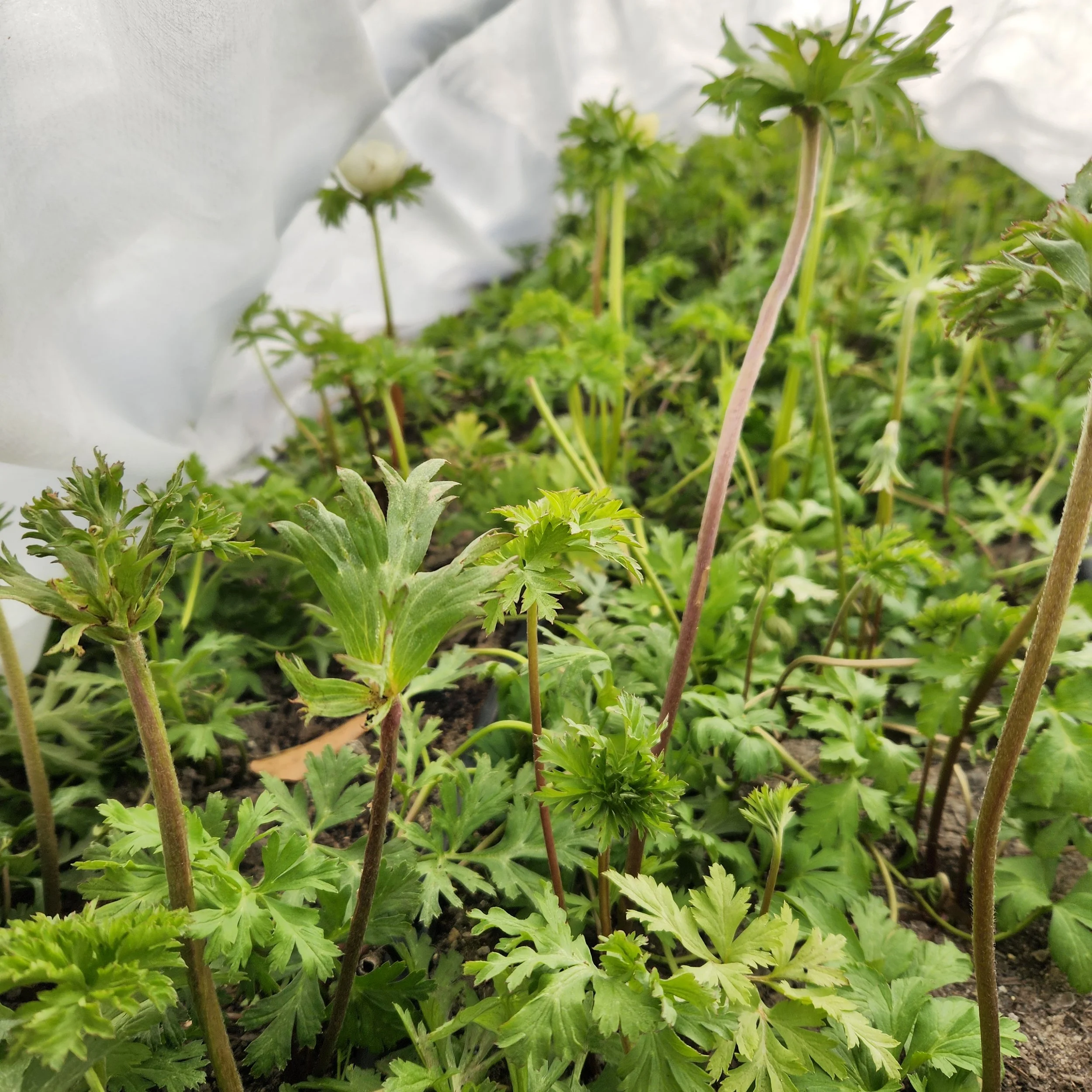 Fresh spring anemones growing in cool weather at Purple Tuteur Farm.