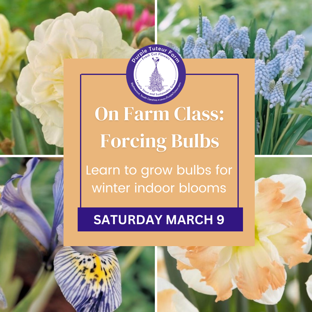 Bulb Forcing Class Update — Purple Tuteur Farm